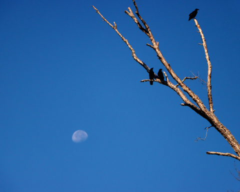 morning-moon-by-michael-r-bailey