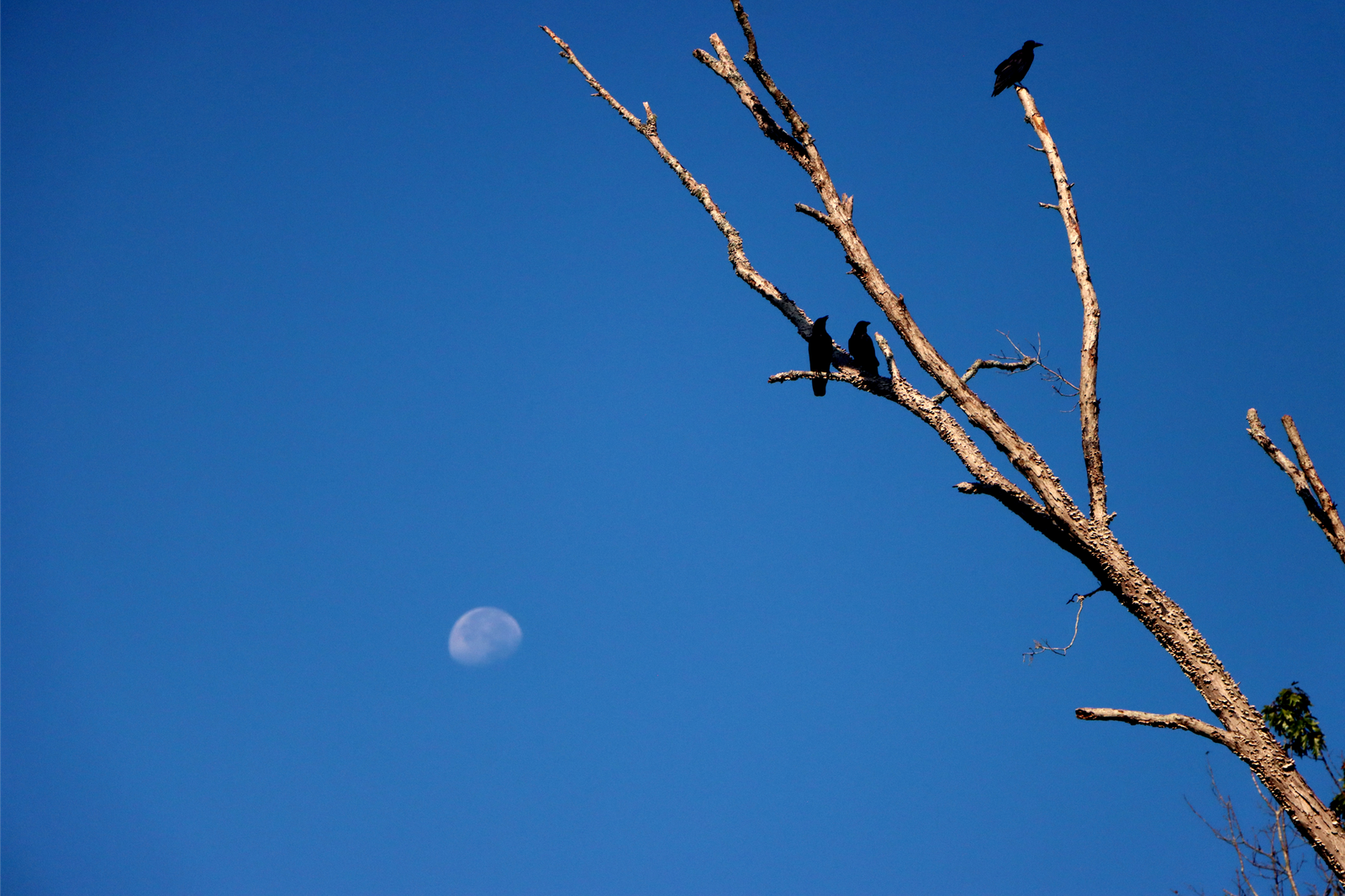 morning-moon-by-michael-r-bailey